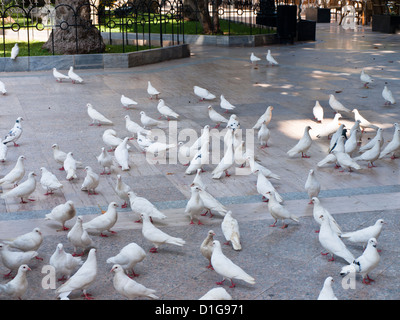 Paix blanche les pigeons dans un parc à Aguilas, Murcia Espagne Banque D'Images