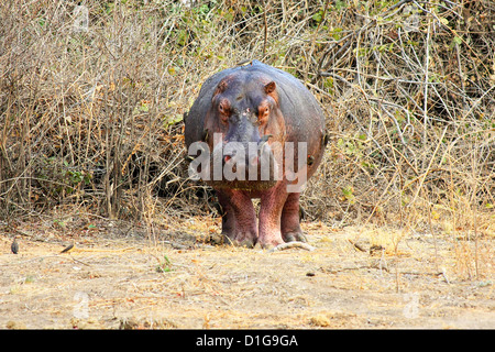 Un énorme hippopotame pris de cours dans l'ouvert pendant la journée Banque D'Images