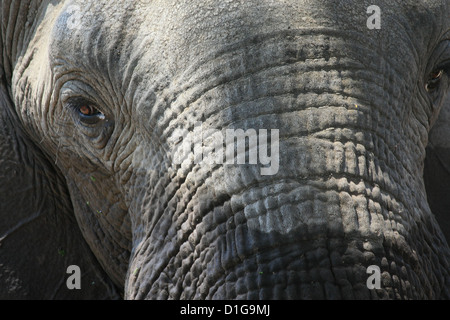 Close-up d'une tête d'éléphant et Peau parcheminé Banque D'Images