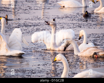 Un groupe de la famille de cygnes chanteurs (Cygnus cygnus) à Martin, un simple Wildfowl and Wetlands Trust, réserve d'oiseaux près de Southport Banque D'Images