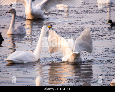 Un groupe de la famille de cygnes chanteurs (Cygnus cygnus) à Martin, un simple Wildfowl and Wetlands Trust, réserve d'oiseaux près de Southport Banque D'Images