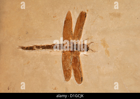 Libellule fossile, Odonata, Crétacé, Grado, Italie Banque D'Images