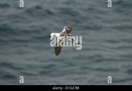 3ème année de Bassan oiseau en vol Banque D'Images