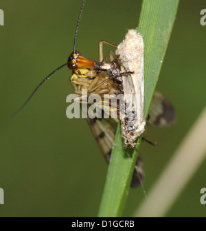 Portrait d'un homme politique scorpionfly ( Panorpa communis) se nourrissent d'une espèce Banque D'Images