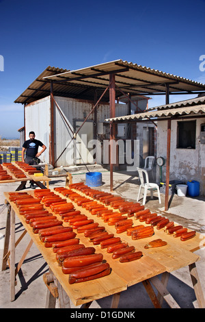 Poutargue (oeufs de poisson) séchant au soleil à Tsoukalio ('Ambracique, Lagoon'), du golfe d'Ambracie, Épire Arta, Grèce Banque D'Images