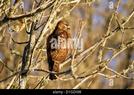 Buse à queue rouge Banque D'Images