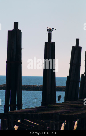 Bird s'asseoir sur les piliers de bois de l'amarrage pour bateaux, quais, Biloxi, Mississippi , USA Banque D'Images