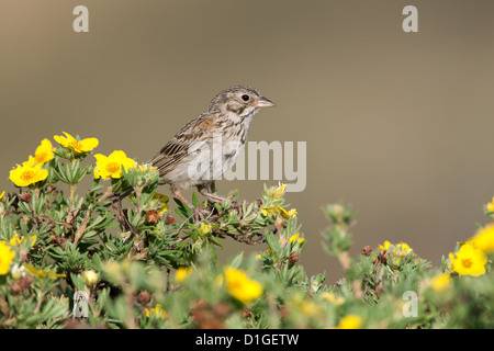 Bruant vespéral à Shrubby Cinquefoil fleurs perching oiseaux oiseaux oiseaux chanteurs oiseaux chanteurs ornithologie Science nature faune Environnement scintillant Banque D'Images