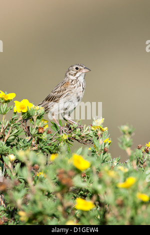 Bruant vespéral à Shrubby Cinquefoil fleurs fleurs perching oiseaux oiseaux oiseaux chanteurs oiseaux chanteurs ornithologie Science nature faune scintillant verticalement Banque D'Images