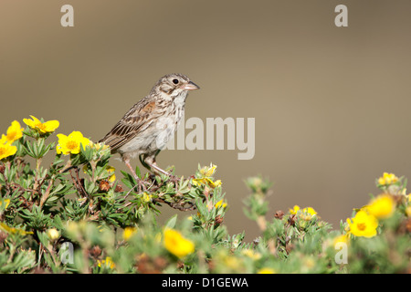 Bruant vespéral à Shrubby Cinquefoil fleurs perching oiseaux oiseaux oiseaux chanteurs oiseaux chanteurs ornithologie Science nature faune Environnement scintillant Banque D'Images