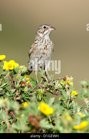 Bruant vespéral à Shrubby Cinquefoil fleurs fleurs perching oiseaux oiseaux oiseaux chanteurs oiseaux chanteurs ornithologie Science nature faune scintillant verticalement Banque D'Images