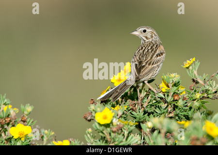 Bruant vespéral à Shrubby Cinquefoil fleurs perching oiseaux oiseaux oiseaux chanteurs oiseaux chanteurs ornithologie Science nature faune Environnement scintillant Banque D'Images