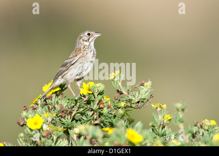 Bruant vespéral à Shrubby Cinquefoil fleurs perching oiseaux oiseaux oiseaux chanteurs oiseaux chanteurs ornithologie Science nature faune Environnement scintillant Banque D'Images