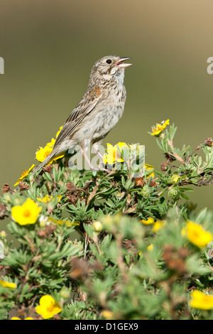 Bruant vespéral à Shrubby Cinquefoil fleurs fleurs perching oiseaux oiseaux oiseaux chanteurs oiseaux chanteurs ornithologie Science nature faune scintillant verticalement Banque D'Images