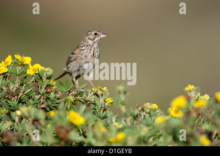 Bruant vespéral à Shrubby Cinquefoil fleurs perching oiseaux oiseaux oiseaux chanteurs oiseaux chanteurs ornithologie Science nature faune Environnement scintillant Banque D'Images