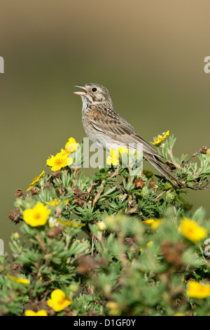 Bruant vespéral à Shrubby Cinquefoil fleurs fleurs perching oiseaux oiseaux oiseaux chanteurs oiseaux chanteurs ornithologie Science nature faune scintillant verticalement Banque D'Images