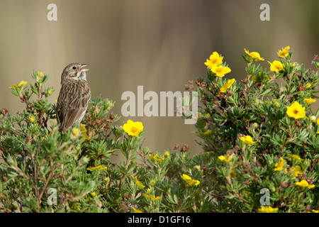 Bruant vespéral à Shrubby Cinquefoil fleurs perching oiseaux oiseaux oiseaux chanteurs oiseaux chanteurs ornithologie Science nature faune Environnement scintillant Banque D'Images