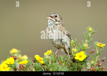 Bruant vespéral chantant à Shrubby Cinquefoil fleurs perching oiseaux oiseaux chanteurs oiseaux chanteurs oiseaux chanteurs ornithologie Science nature faune scintillant Banque D'Images