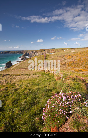 Regardant vers le bas à l'Bedruthan Steps sur la côte nord des Cornouailles, Cornwall, Angleterre, Royaume-Uni, Europe Banque D'Images