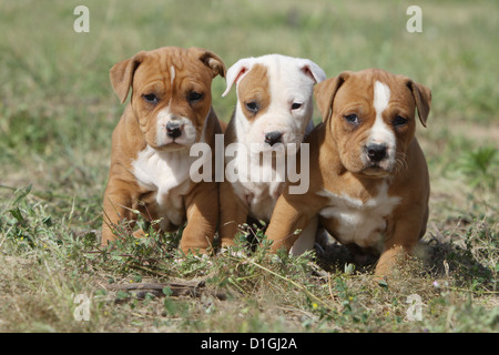 Chien American Staffordshire Terrier trois chiots assis Banque D'Images