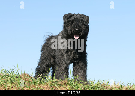 Chien Bouvier des Flandres / Flanders Cattle Dog hot dans un pré Banque D'Images