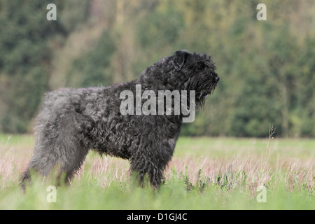 Chien Bouvier des Flandres / Flanders Cattle Dog profil standard adultes Banque D'Images