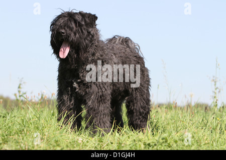 Chien Bouvier des Flandres / Flanders Cattle Dog hot dans un pré Banque D'Images