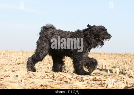 Chien Bouvier des Flandres / Flanders Cattle Dog walking adultes dans un champ Banque D'Images