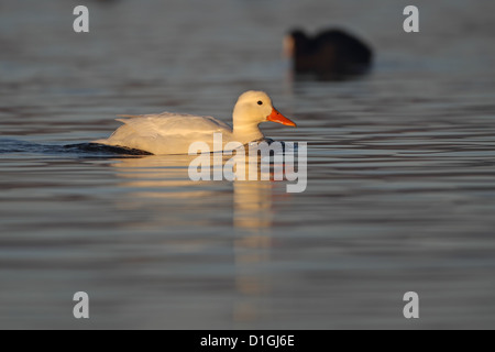 Pekin Aylesbury Canard colvert (Anas platyrhynchos) Banque D'Images