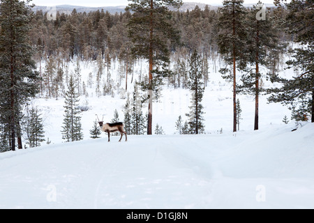 Seul le renne sauvage dans la région de Laponie, Finlande Banque D'Images