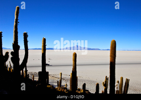Cactus sur Isla de los Pescadores, Volcan Tunupa et les salines, Salar de Uyuni, au sud-ouest des Highlands, Bolivie, Amérique du Sud Banque D'Images