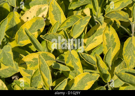 La sauge (Salvia officinalis) Icterina english jardin de fines herbes Banque D'Images