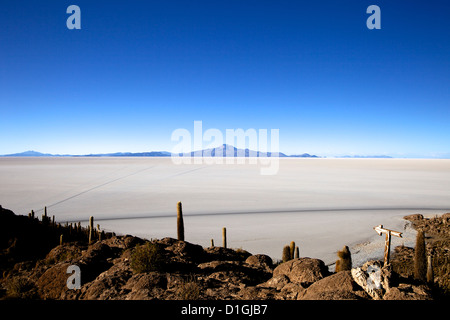 Cactus sur Isla de los Pescadores, Volcan Tunupa et les salines, Salar de Uyuni, au sud-ouest des Highlands, Bolivie, Amérique du Sud Banque D'Images