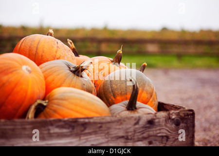 Beaucoup de citrouilles orange vif dans une caisse prêt pour l'Halloween Banque D'Images