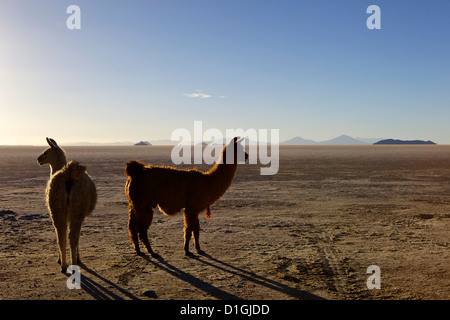 Lamas et alpagas sur Salt Flats, Salar de Uyuni, au sud-ouest des Highlands, Bolivie, Amérique du Sud Banque D'Images