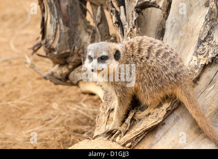 Close up of a Meerkat de Garde Banque D'Images