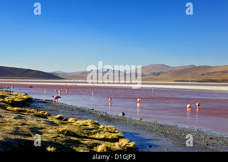 Des flamants roses sur la Laguna Colorada (Red Lagoon), Eduardo Avaroa, Réserve nationale de faune andine au sud-ouest des Highlands, Bolivie Banque D'Images