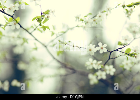 Une fleur de cerisier en fleur au printemps Banque D'Images