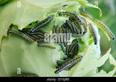 Dommages sur le chou de Caterpillar Banque D'Images