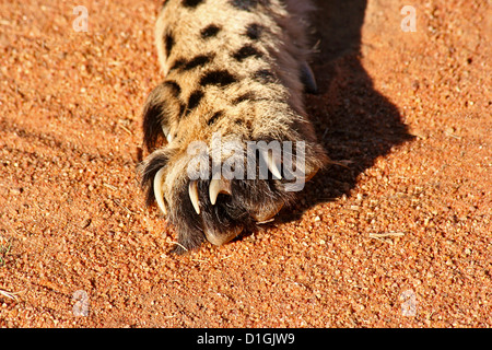 Griffes du guépard Banque D'Images