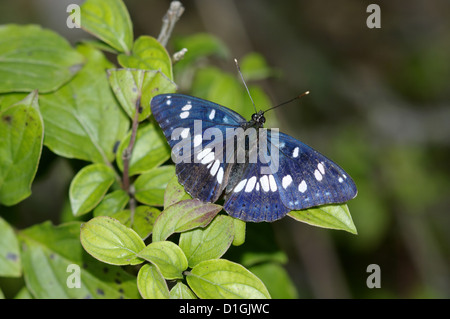 Le sud de l'Amiral (Limenitis reducta) Banque D'Images