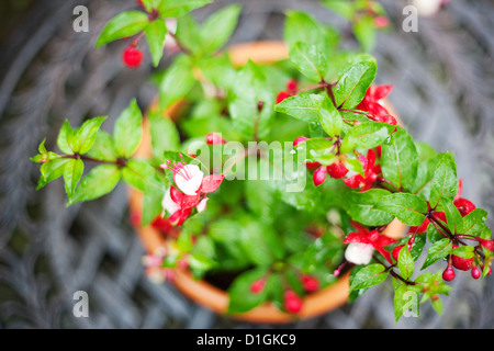 Gros plan d'une usine de Fuchsia rose et blanc Banque D'Images