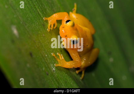 Fusée d'or (grenouille Anomaloglossus beebei) sur le réservoir géant (Broméliacées Brocchinia micrantha), le parc national de Kaieteur, Guyana Banque D'Images