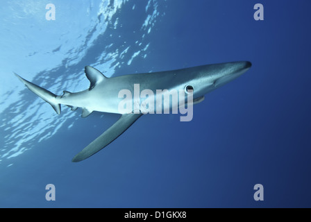 Le requin bleu (Prionace glauca) dans les Açores, au Portugal, de l'Atlantique, de l'Europe Banque D'Images