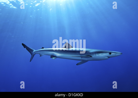 Le requin bleu (Prionace glauca) dans les Açores, au Portugal, de l'Atlantique, de l'Europe Banque D'Images