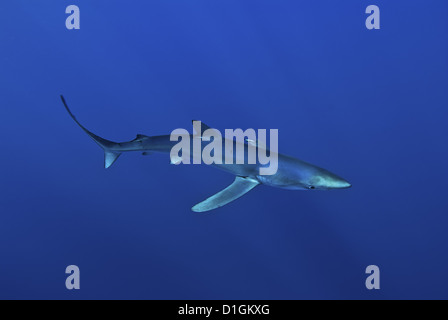 Le requin bleu (Prionace glauca) dans les Açores, au Portugal, de l'Atlantique, de l'Europe Banque D'Images