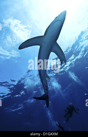 Le requin bleu (Prionace glauca) dans les Açores, au Portugal, de l'Atlantique, de l'Europe Banque D'Images