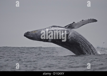 Violation de baleine à bosse (Megaptera novaeangliae), Equateur, Amérique du Sud Banque D'Images