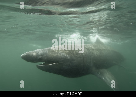 Requin pèlerin (Cetorhinus maximus) se nourrissant de plancton, Hébrides, Ecosse, Royaume-Uni, Europe Banque D'Images