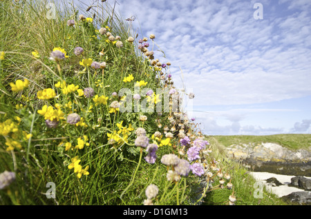 Les roses de mer (Armeria maritima) et le lotier corniculé (Lotus corniculatus), Cairns, de Coll, Hébrides, Ecosse, Royaume-Uni Banque D'Images